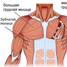 Как накачать грудные мышцы в домашних условиях